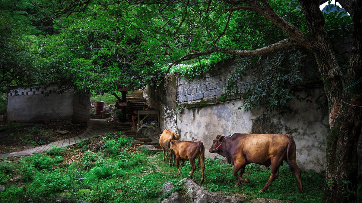 古鎮(zhèn)游玩，有一種說走就走的旅行