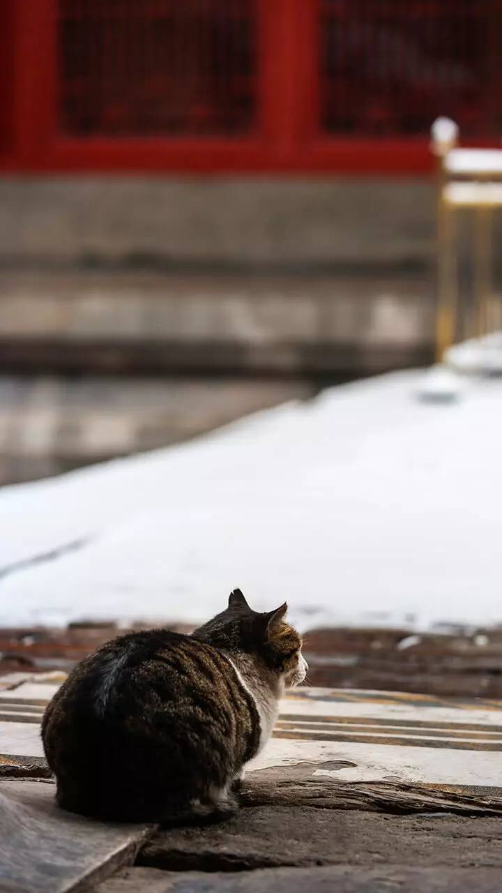 最美中國古建筑：紫禁城下雪了！