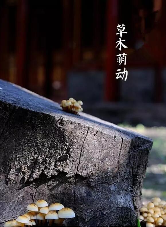 雨水：天生一水，散而為雨