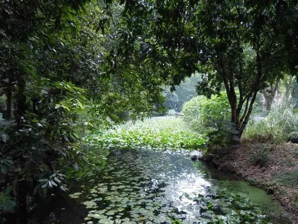 杭州西溪濕地不一樣的風景