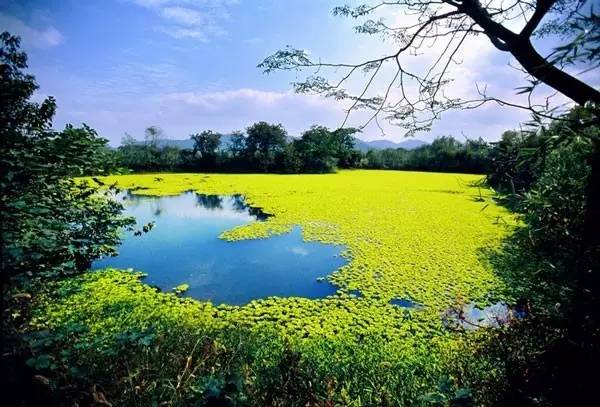 杭州西溪濕地不一樣的風景