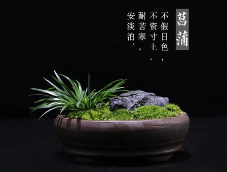 盆景圖片 菖蒲盆景