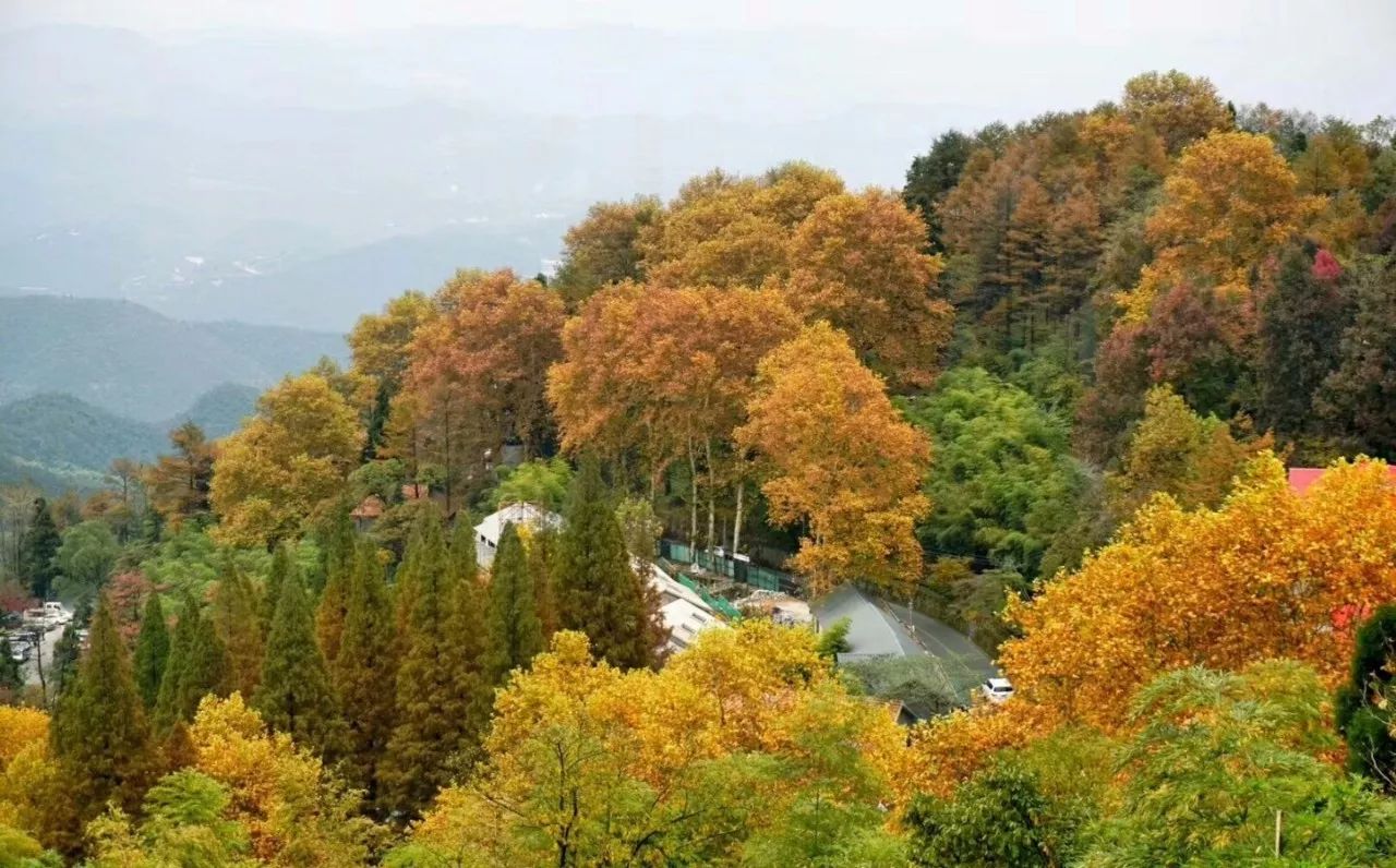 莫干山·西璞，睡進梵高的畫里