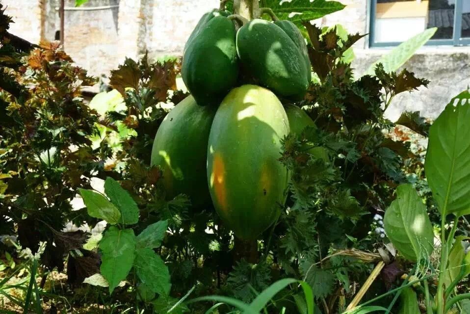 廣州·菁木山舍，有個木屋開滿鮮花看花開花落