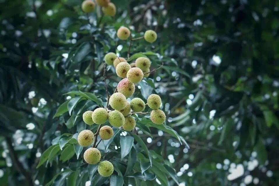 廣州·菁木山舍，有個木屋開滿鮮花看花開花落