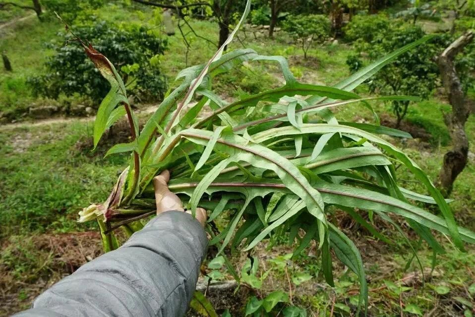 廣州·菁木山舍，有個木屋開滿鮮花看花開花落