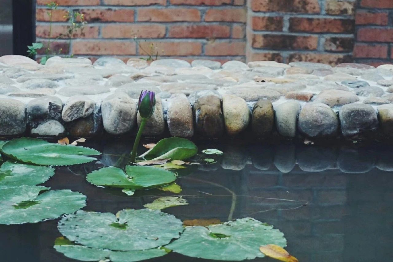 廣州·菁木山舍，有個木屋開滿鮮花看花開花落