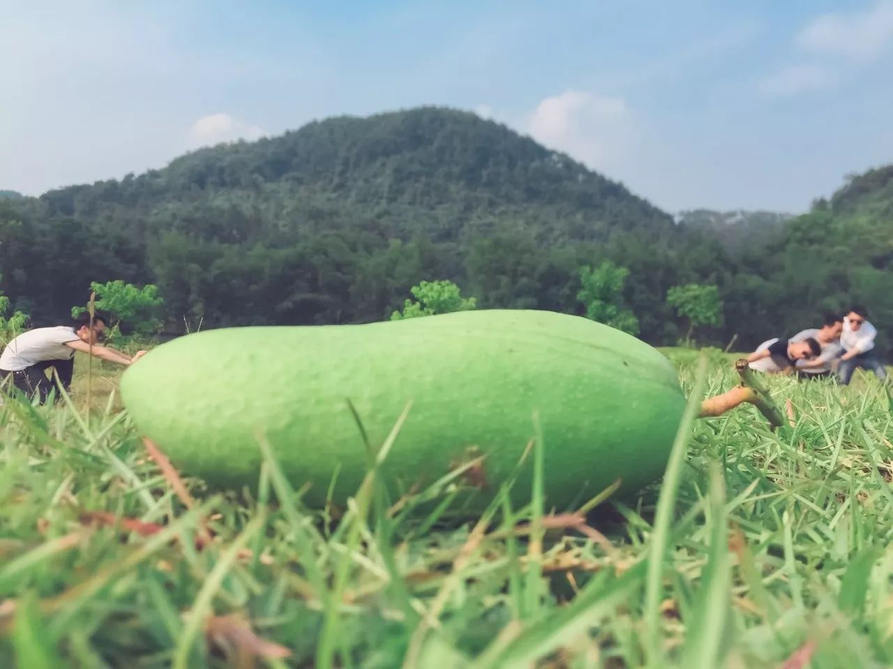 陽朔·芒果憶墅，用芒果記錄每一個(gè)美好瞬間