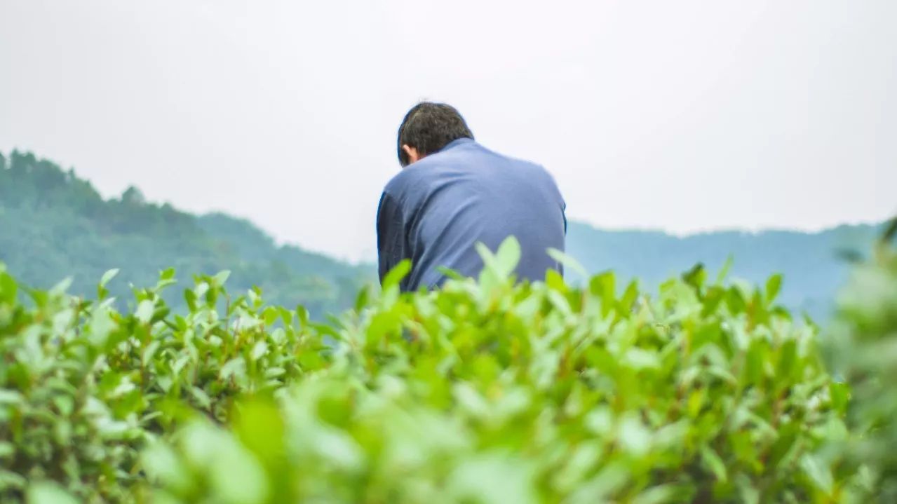 茶隱·喜在山舍，上有茶山下有九溪肆意虛度生活