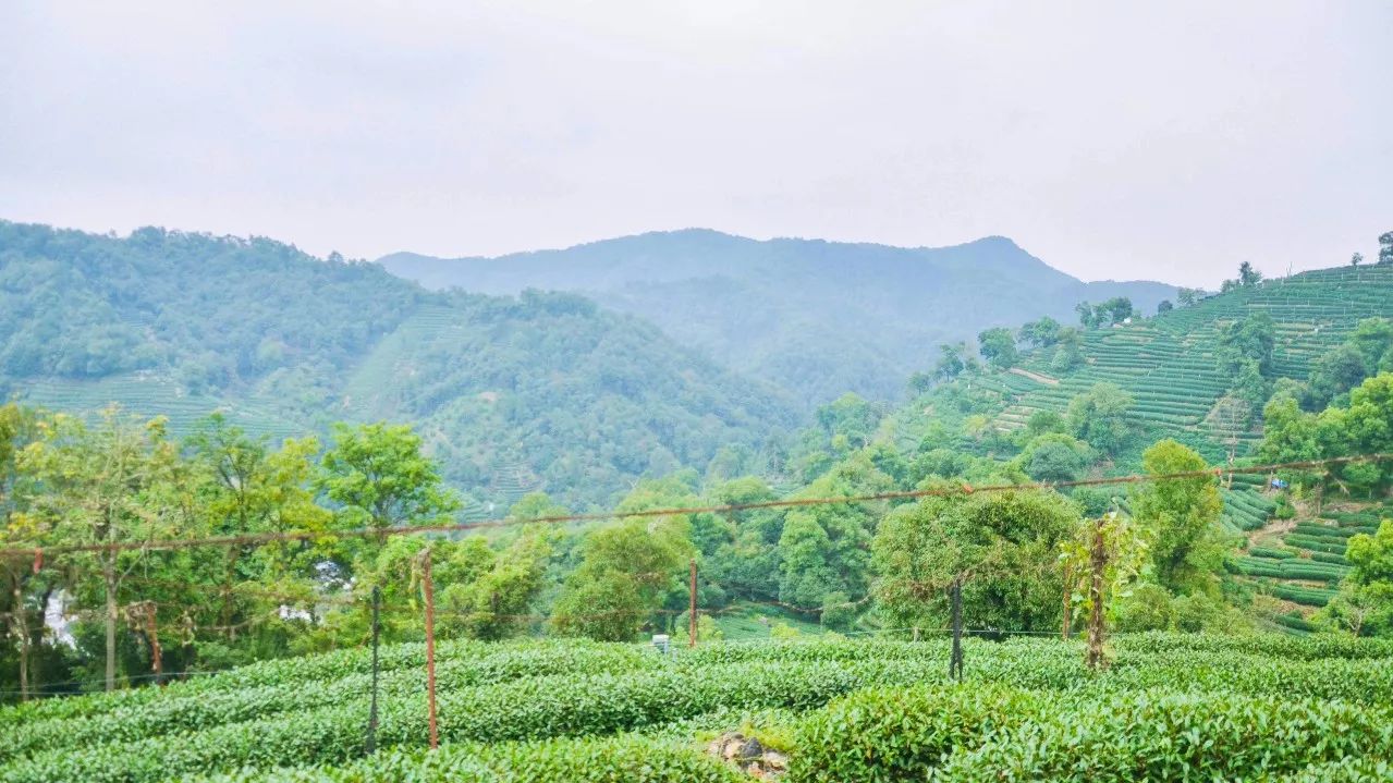 茶隱·喜在山舍，上有茶山下有九溪肆意虛度生活