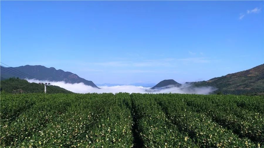 麗水·云逸遠山，在牡丹亭有個仲夏夜之夢