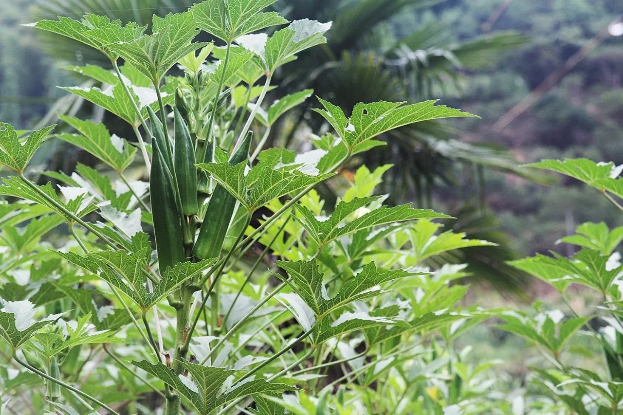 村上酒舍，體驗(yàn)古村生活一起慢慢變老