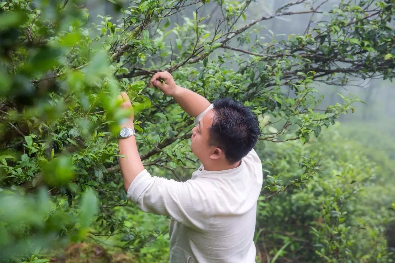 叢山茶境，一片天一座山忘了山外忘卻自己