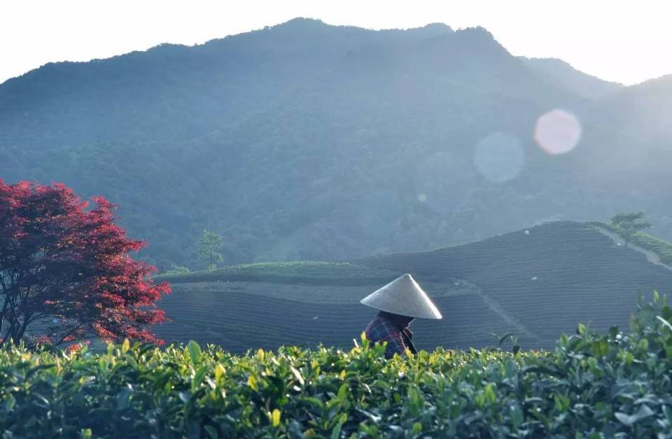 茗墅茶莊園，西湖以外的西湖