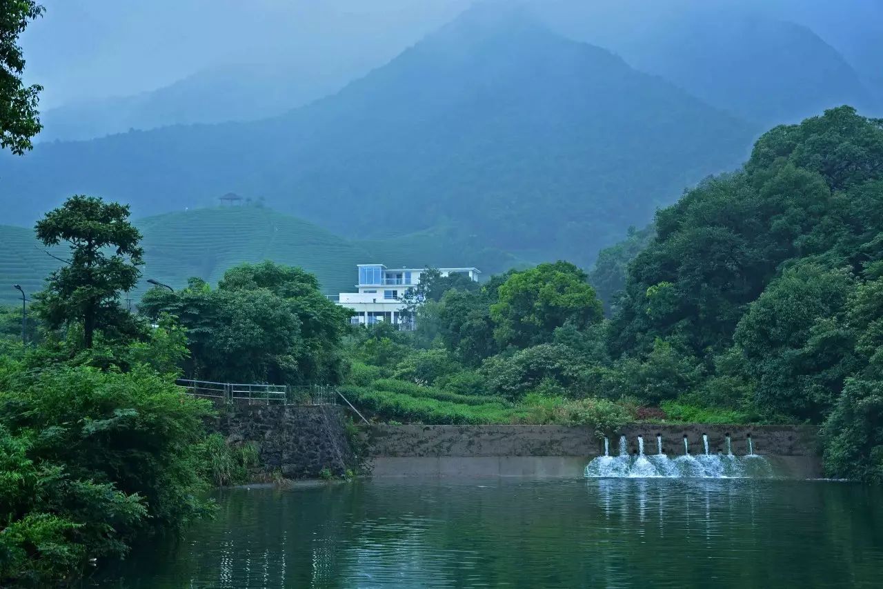 茗墅茶莊園，西湖以外的西湖