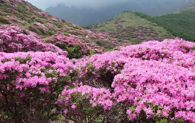 珀洱半坡，在竹海樹林之間盡享山間好風(fēng)光