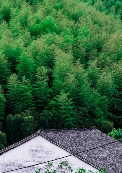 客堂間莫干山民宿，隱居深山聆聽自然