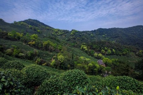 杭州龍井茂居民宿，在茶田之中枕著茶香入睡