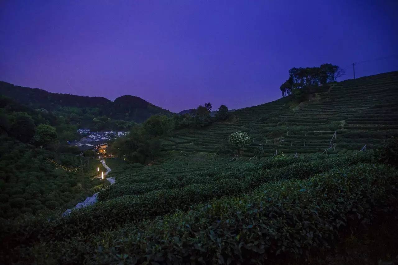 杭州龍井茂居民宿，在茶田之中枕著茶香入睡