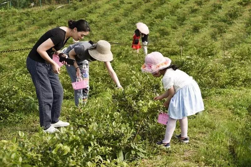 大來山樹屋民宿，喚醒古老村莊留住青山綠水