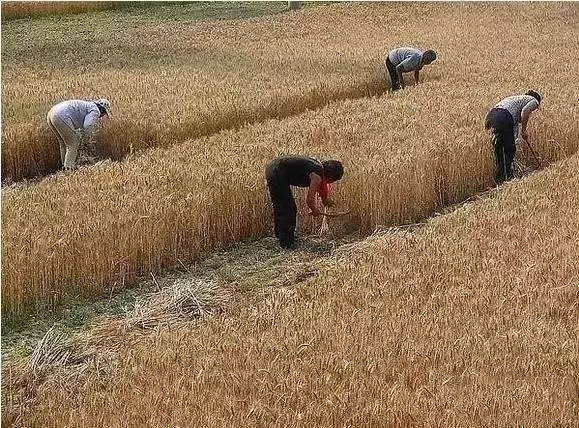 民俗文化童趣：二十年前割麥的童年