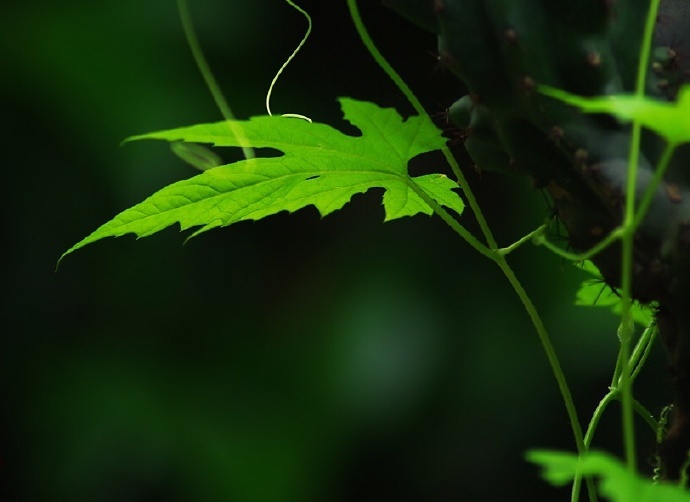 青絲綠葉迷人眼：一組清新植物風(fēng)景攝影