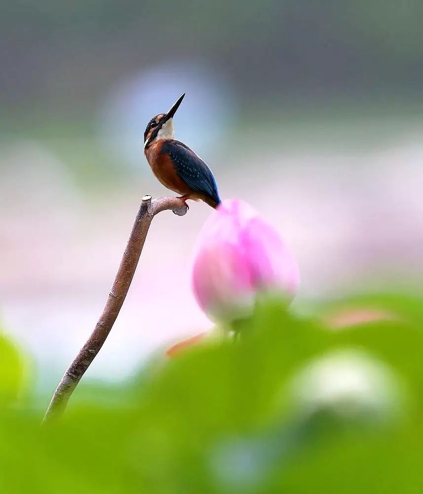 細微之美：一組荷花翠鳥美景圖