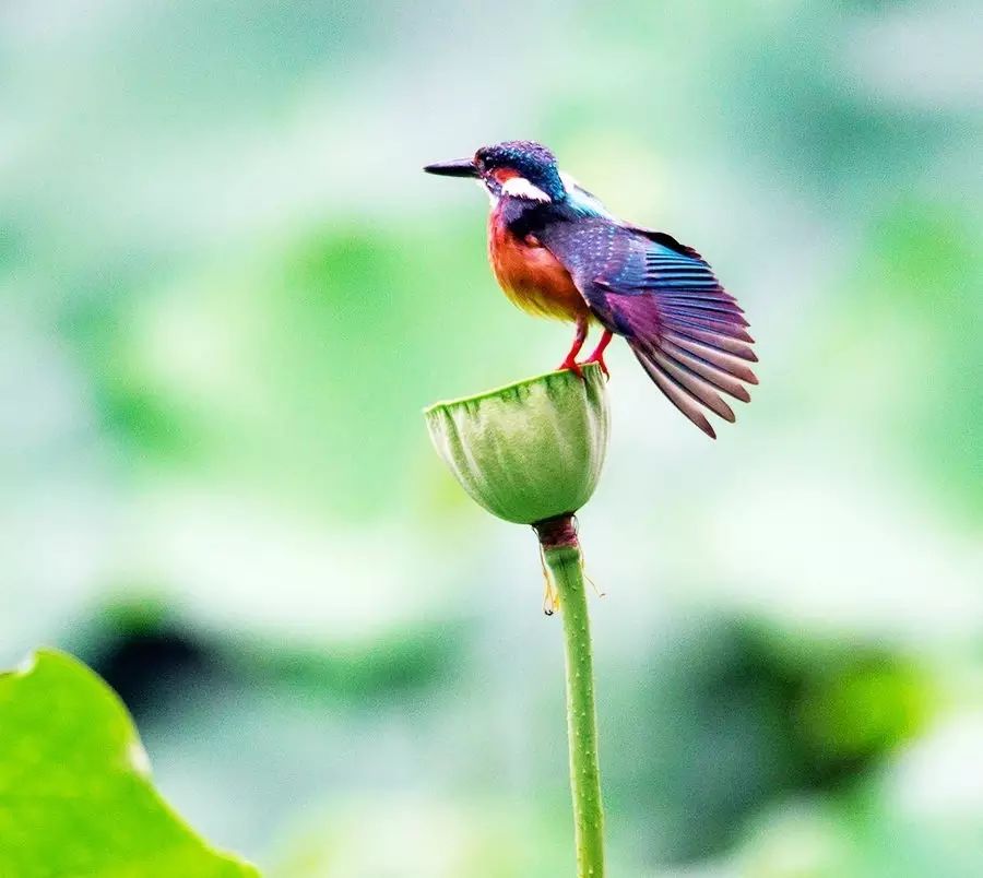 細微之美：一組荷花翠鳥美景圖