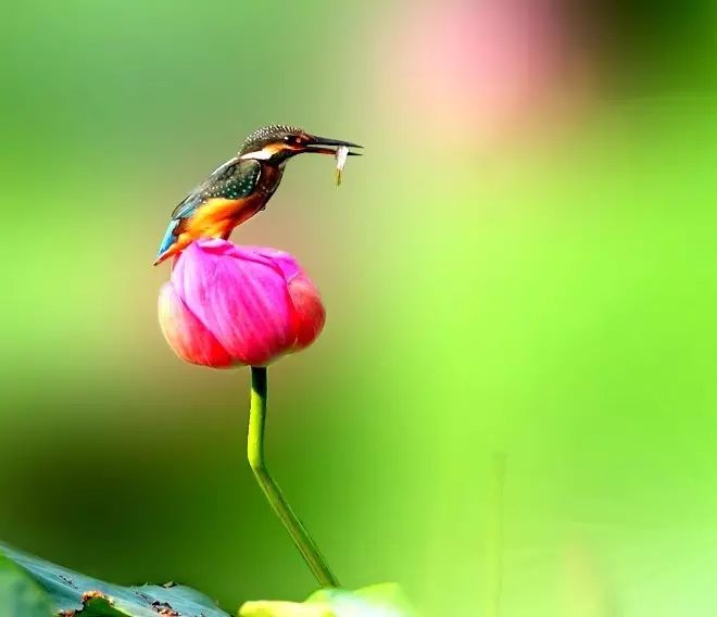 細微之美：一組荷花翠鳥美景圖