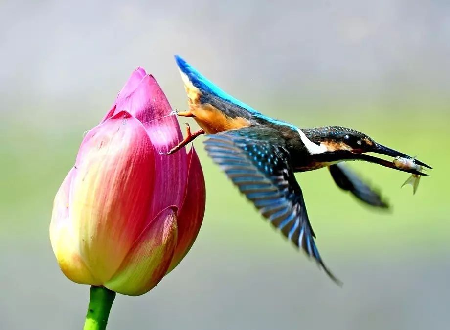 細微之美：一組荷花翠鳥美景圖