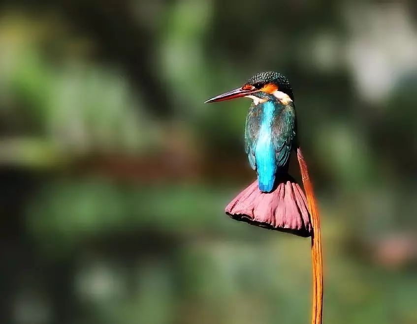 細微之美：一組荷花翠鳥美景圖