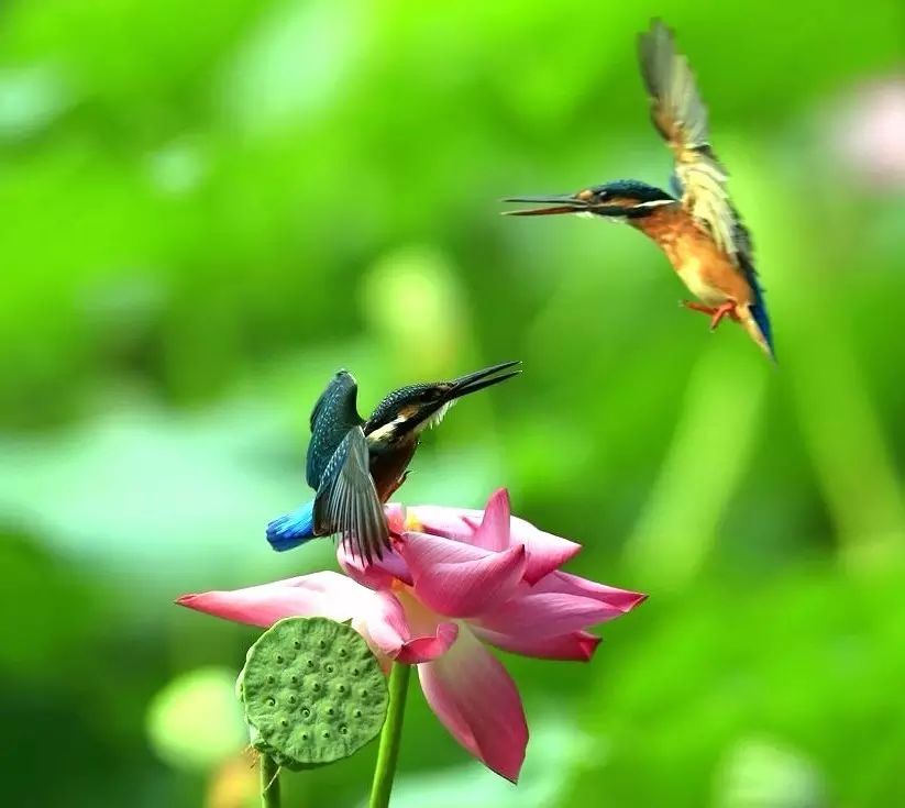 細微之美：一組荷花翠鳥美景圖