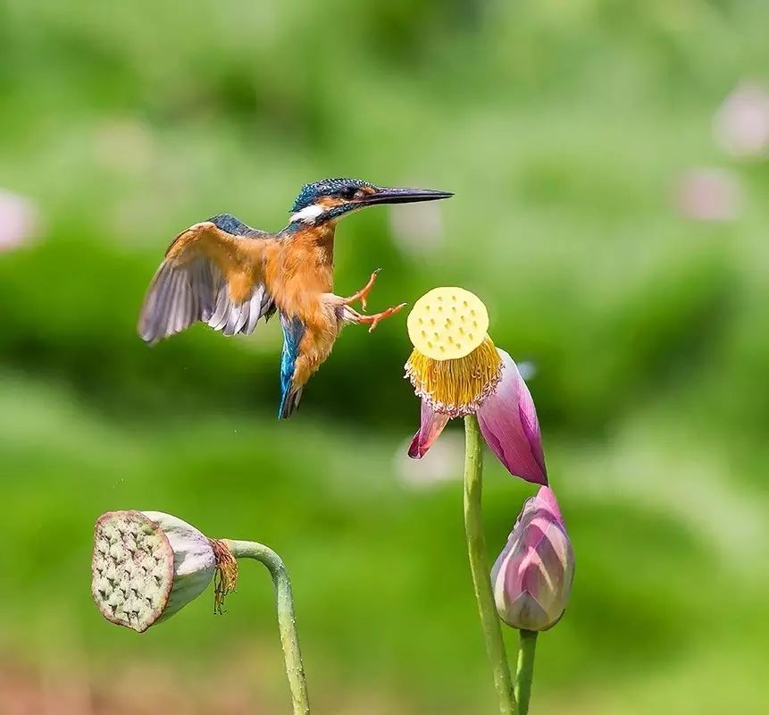 細微之美：一組荷花翠鳥美景圖