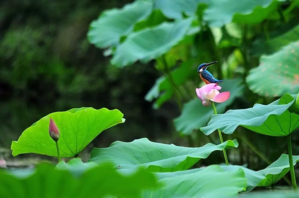 細微之美：一組荷花翠鳥美景圖