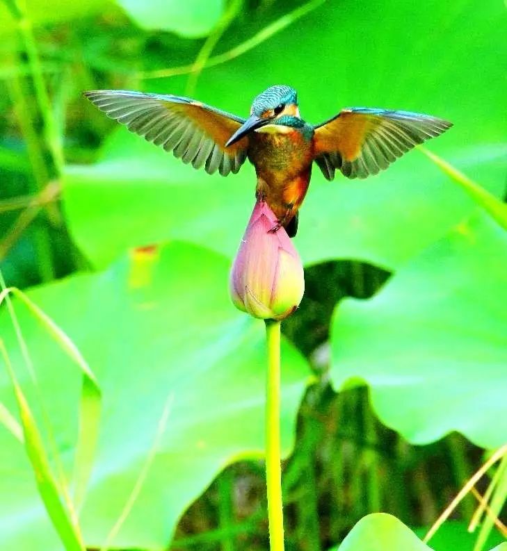 細微之美：一組荷花翠鳥美景圖