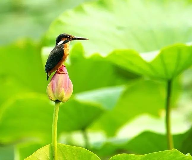 細微之美：一組荷花翠鳥美景圖