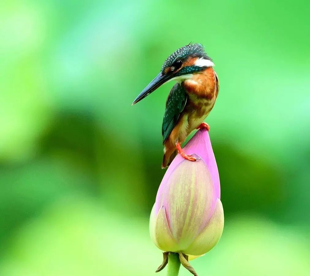 細微之美：一組荷花翠鳥美景圖