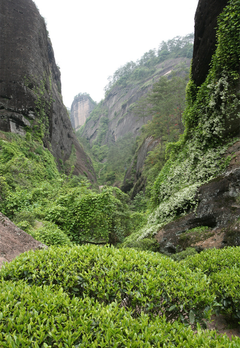 中國(guó)十大名茶之武夷巖茶