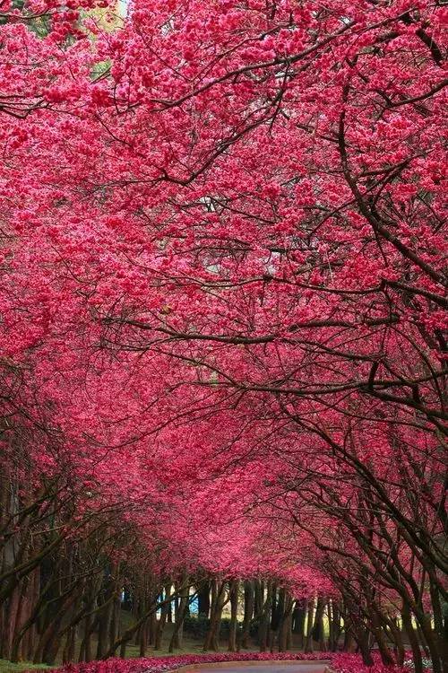 唯美風(fēng)景圖片：生命是一樹花開