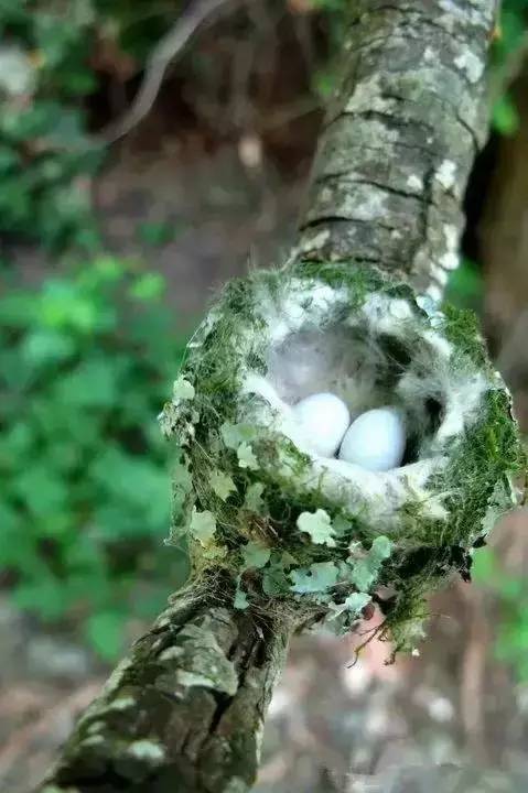 唯美風(fēng)景圖片：春天充滿生機(jī)的鳥語花香！