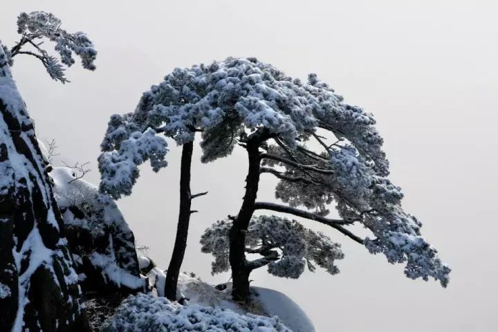 雪后黃山風(fēng)景宛如人間仙境，舞一曲雪中霓裳羽