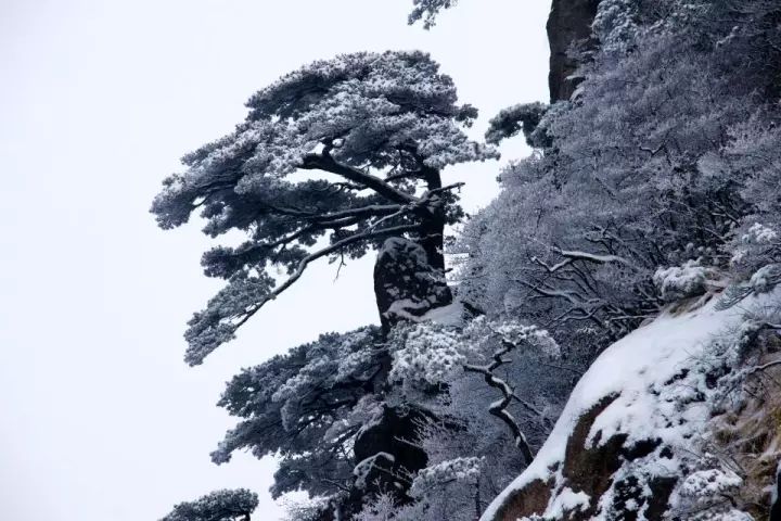 雪后黃山風(fēng)景宛如人間仙境，舞一曲雪中霓裳羽