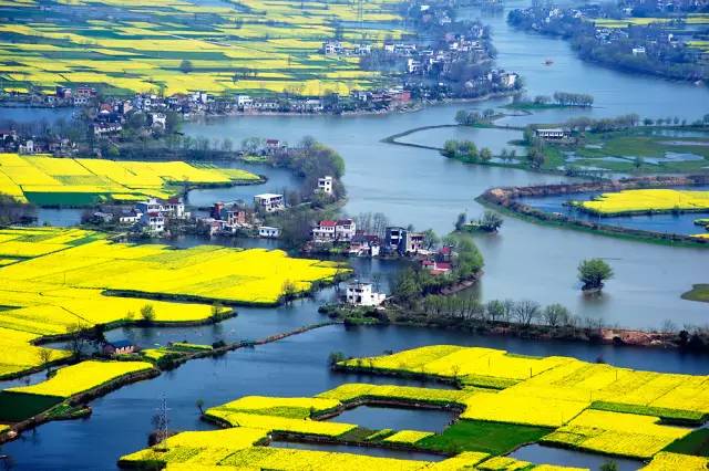 美到窒息的中國(guó)最美油菜花海，邂逅花海風(fēng)景！