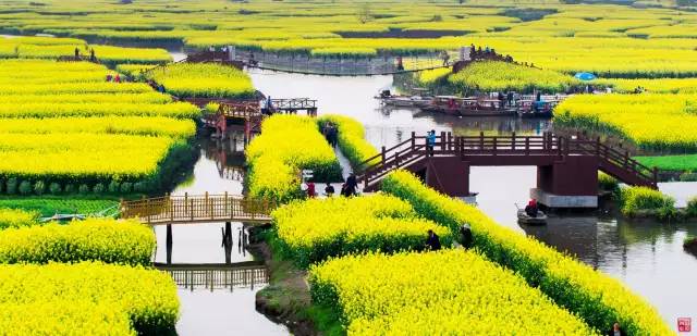 美到窒息的中國(guó)最美油菜花海，邂逅花海風(fēng)景！