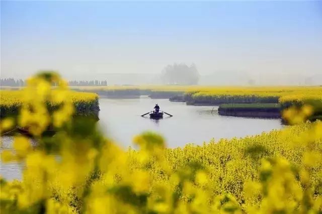 美到窒息的中國(guó)最美油菜花海，邂逅花海風(fēng)景！