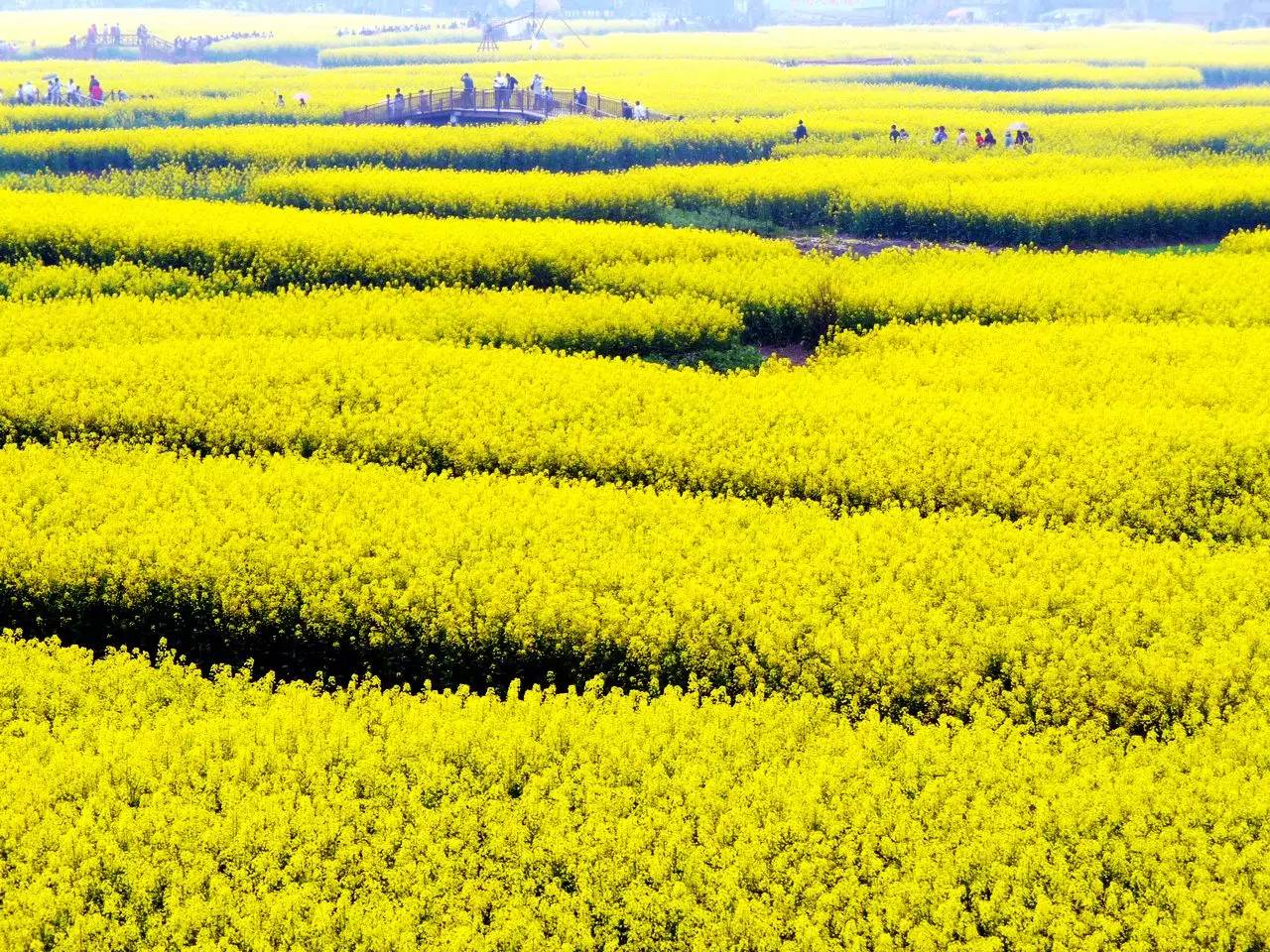 美到窒息的中國(guó)最美油菜花海，邂逅花海風(fēng)景！