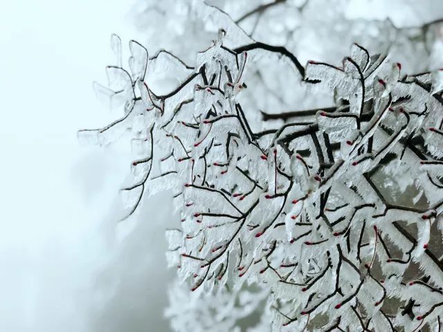 雪后黃山風景宛如人間仙境，舞一曲雪中霓裳羽