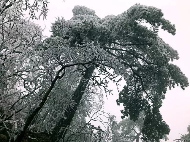 雪后黃山風景宛如人間仙境，舞一曲雪中霓裳羽