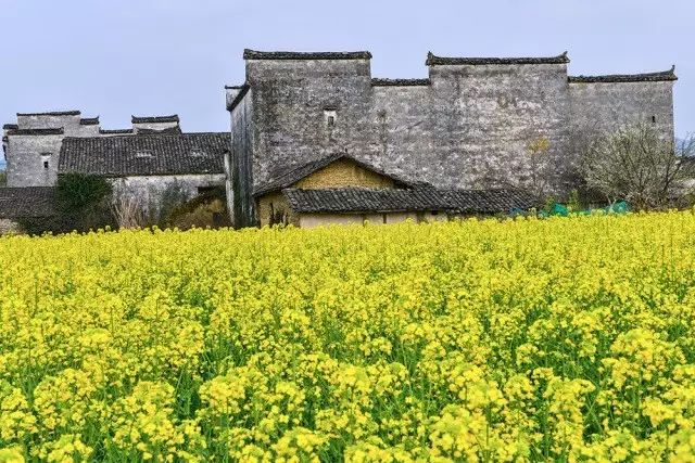 美到窒息的中國最美油菜花海，邂逅花海風(fēng)景！