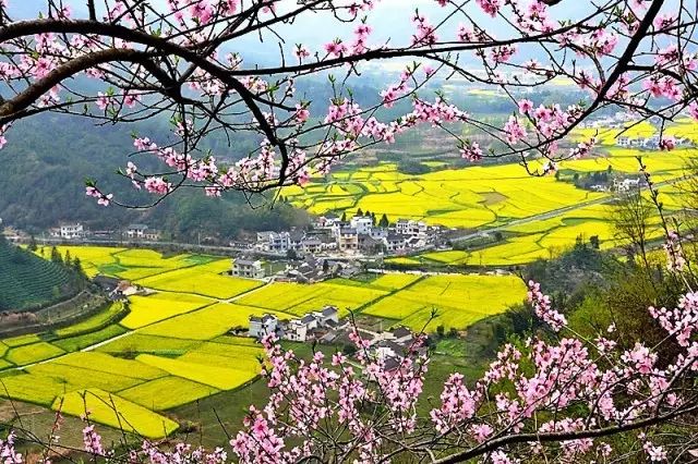 美到窒息的中國最美油菜花海，邂逅花海風(fēng)景！